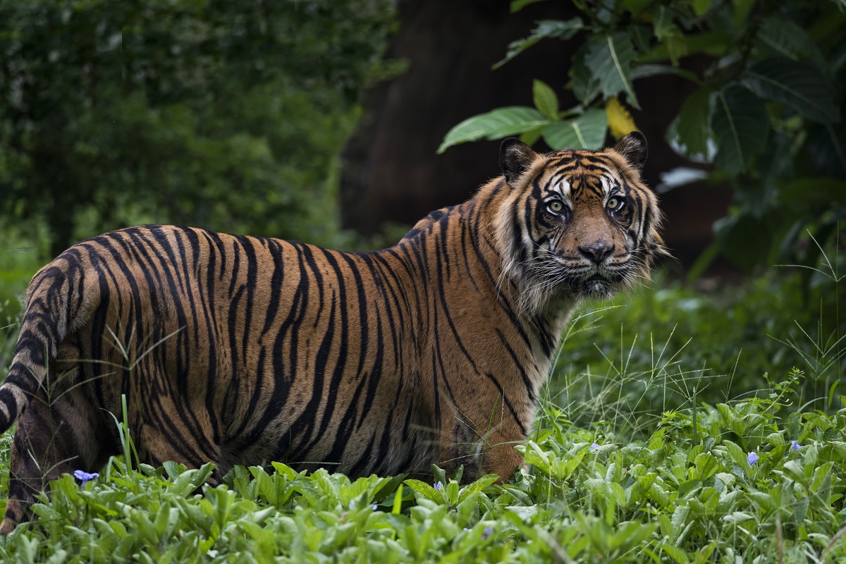 The tigers: size & characteristics